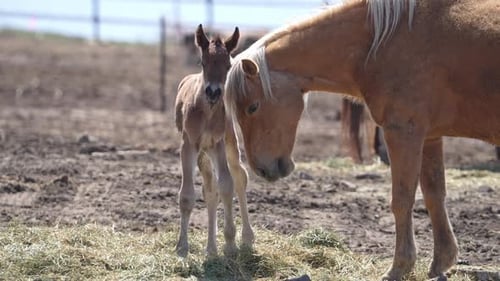Mother horse with newborn foal walking over to get food