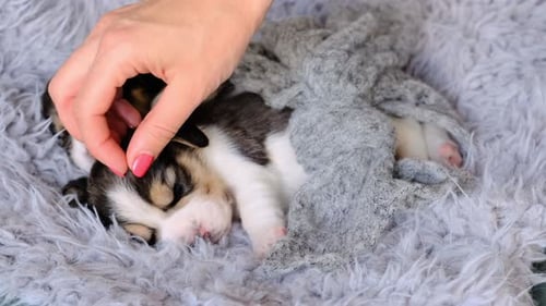 Woman Pets Adorable Sleeping Puppies on Fluffy Blanket