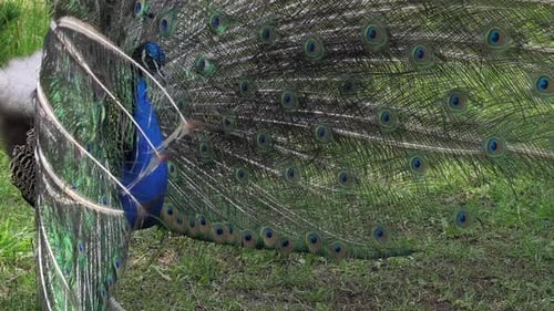 Peacock Displaying Plumage to Peahen on Grassy Field