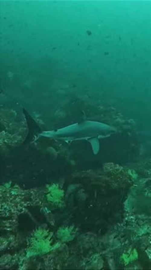 Shark Swimming Gracefully in Deep Blue Ocean