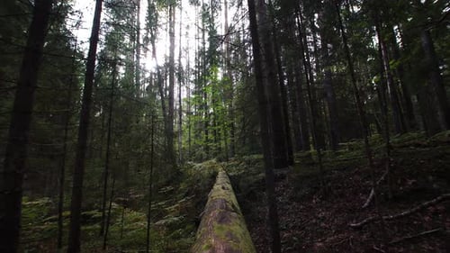 Old fallen tree in the beautiful mysterious dark forest