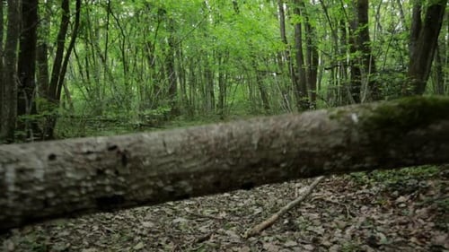 rückwärts, Schuss unter Ast, dann hoch oben auf einem ruhigen Waldweg in einem gleichmäßig beleuchteten Wald,