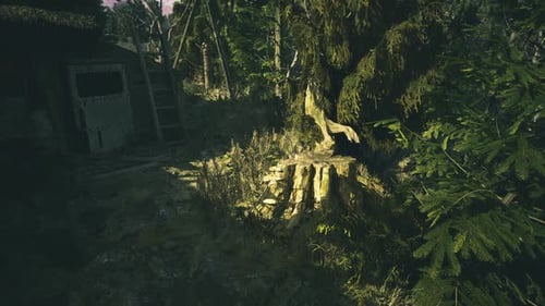 Sunlight Filters Through Trees Illuminating Mossy Stump in a Tranquil Forest