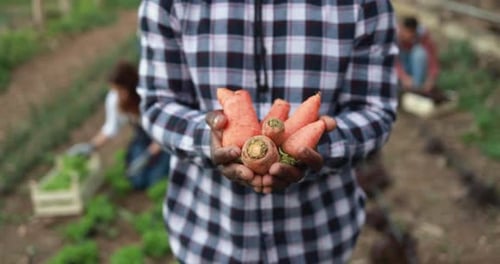 African Farmer Man Holding Africa Agricultural