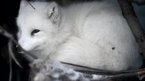 Un zorro ártico en peligro de extinción descansa pacíficamente en la Reserva del Parque Nacional Snowy durante una mañana de invierno en