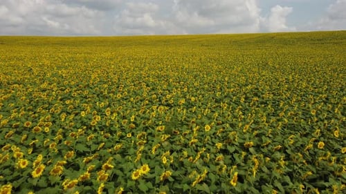 Paysage, champ de tournesols/ciel, nuages blancs, un jour d'été