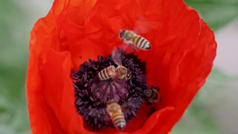 Close-up of a honey bee flying over a poppy flower, Nature Stock ...