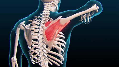 Medical Animation of Human Scapula and Shoulder Muscles