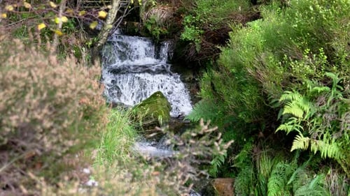 Small moorland stream in Yorkshire UK. Slow flowing waterfall moving down overgrown natural landscap