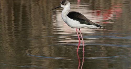 Stelzenläufer (Himantopus himantopus), Camargue, Frankreich