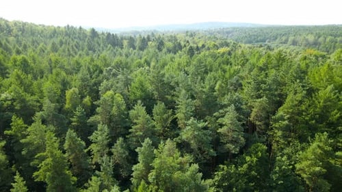 Flying over evergreen pine forest close to the treetops. Scenic aerial view