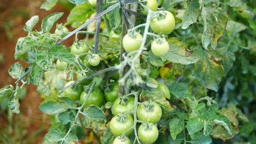 Tomatengemüse