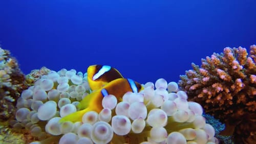Blue Water background Clownfish