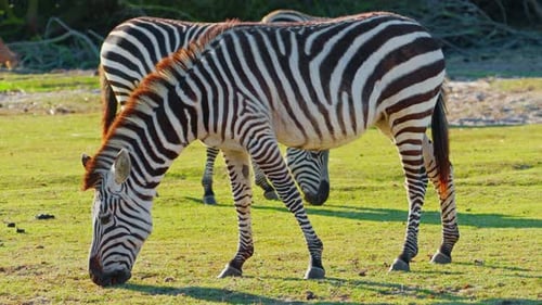 Zebra Eating Grass on Field Life of Wild Animals in Nature
