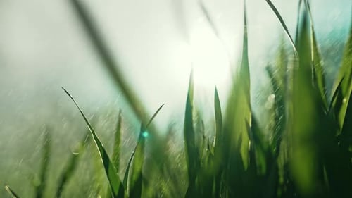 Grünes saftiges Gras, Rasen unter morgendlichen Regentropfen, natürliche Wiese, entspannend, romantisch