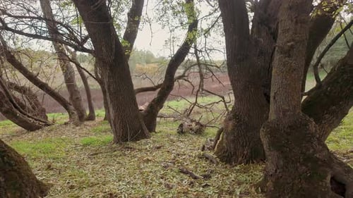 Rural Landscape with Meadow Through Sparse Woodland Trees