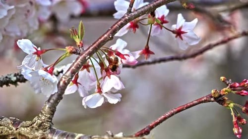White Spring Flowers and Bee on Branch