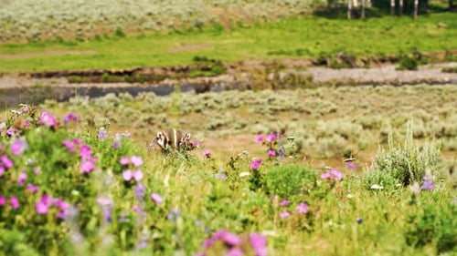 Blaireau assis dans un pré à Yellowstone, entouré de fleurs violettes
