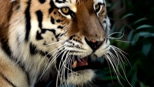 4K120 Fps Super Slow Motion Video of Big Male Siberian Tiger Panthera Tigris Altaica Walking in