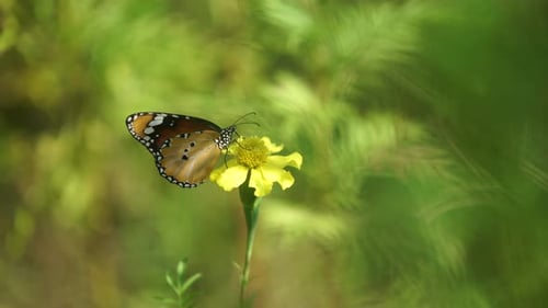 Monarch Butterfly on Small Yellow Flower