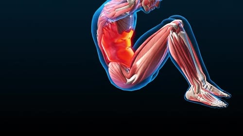 3D Animated Human Anatomy for Sit-up Exercise with Muscle Highlight