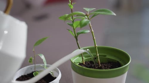 Plant Being Watered In Indoor Pot With White Watering Can Spout