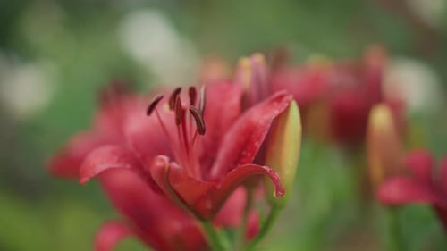 Lilienblüten-Nahaufnahme Lebendige rote Lilie mit Tautropfen Der Gärtner untersucht die leuchtende Lilie im Detail