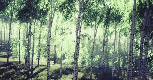 Lush Forest Sunlight Filters Through Vibrant Green Foliage During Spring