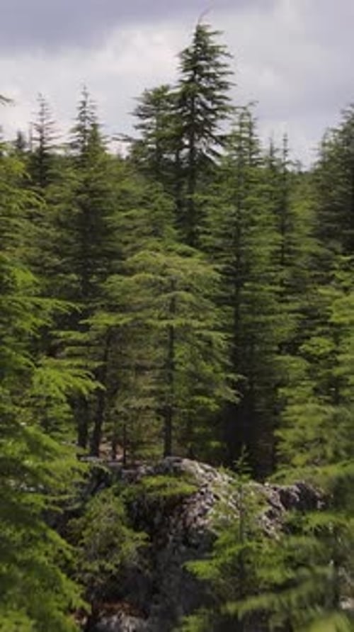 Pine Forest Drone View