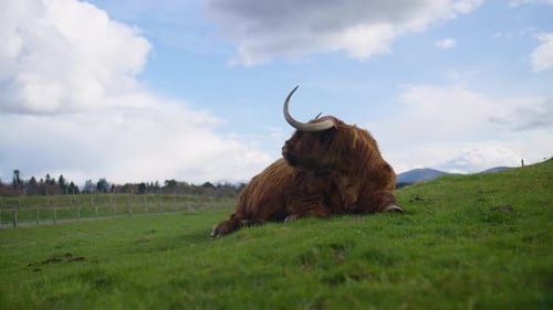 Highland cow rests on a grassy hill under a bright blue sky in Scotland