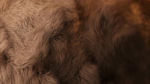 Brown Fur with Long Hairs Sways Gently in the Wind A Closeup Shot Showcases a Shallow Depth of Field