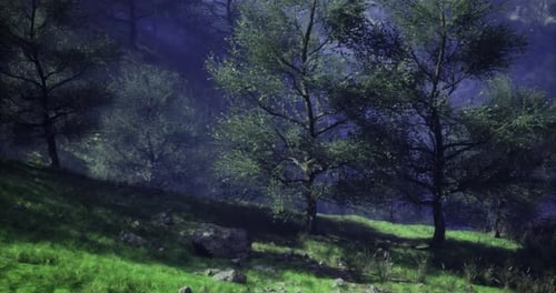 Lush Green Landscape Featuring Trees and Soft Sunlight in a Serene Forest