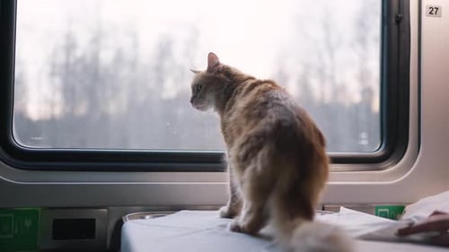 Un chat rouge se promène dans un compartiment de train et regarde par la fenêtre