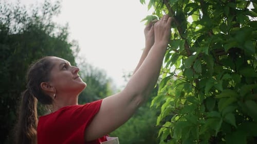 Woman Gardening and Caring for Plants Outside