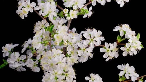 Cherry Blossoms Blooming Against Black Background Time-Lapse