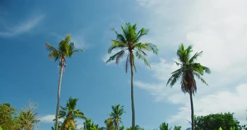 Tall Tropical Palm Trees Against Blue Sky with White Clouds at Sunny Day