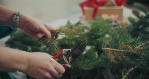 Cutting Evergreen Branches for Holiday Decor