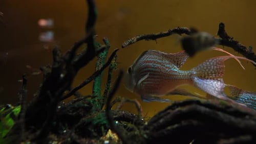 Mehrere Fische schwimmen in einem Aquarium mit blauem Hintergrund und Unterwasserpflanzen