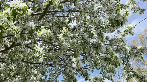 Tree with flowers blowing in the wind