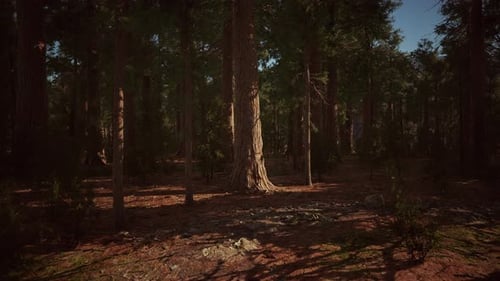 Giant Sequoia Trees Towering Above the Ground in Sequoia National Park