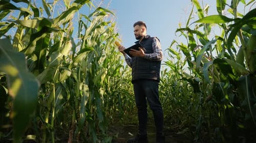 Agronomist Examining Corn Cob Using Digital Tablet in Field