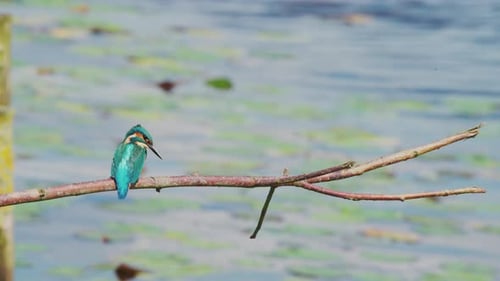 Martin-pêcheur perché sur une branche au-dessus d'un étang idyllique en Frise, aux Pays-Bas, tourne la tête pour regarder derrière