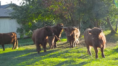 Highland cow cattle livestock in a ranch farmland during summer time moving around and chewing and e