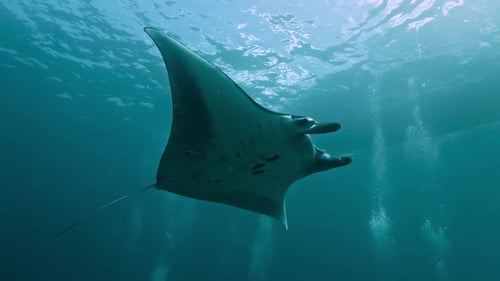 Underwater View of Beautiful Manta Ray Swimming in Ocean Water of Blue Deep Sea