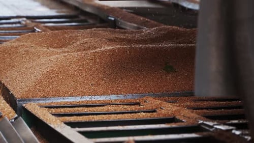 Weizen einschenken beim Entladen von Muldenkippern oder Getreidetransportern am Terminal Agricultural Commodities