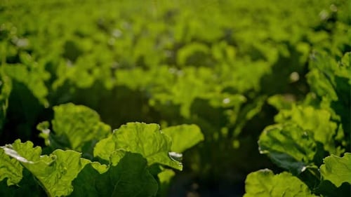 Green Beet Leaves Against the Blue Sky Summer Photo Closeup on the Agricultural Field