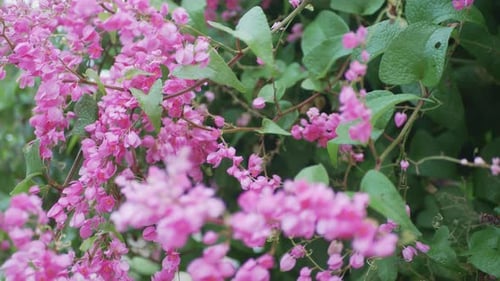 Pink Flowers Bloom on a Vine in Nature