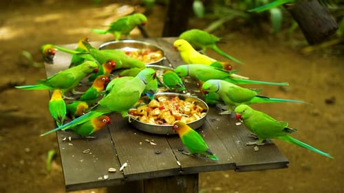 Bright Green Parakeets and Lovebirds Sharing Meal Time in Exotic Bird Park