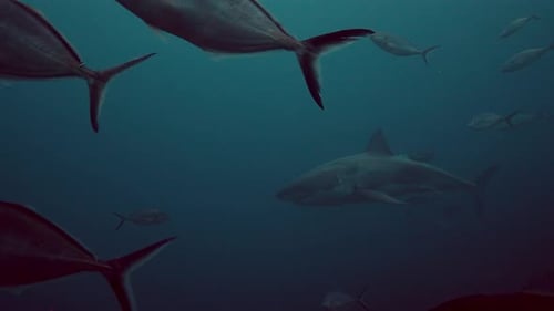 Great White Shark Carcharodon carcharias Neptune Islands South Australia 4k slow motion 50fps