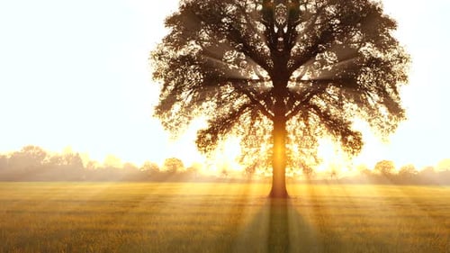 Majestic Tree Silhouette at Sunrise in Golden Field